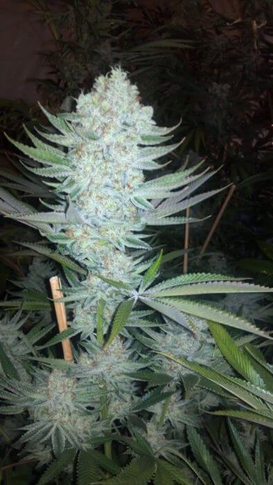 StarBud