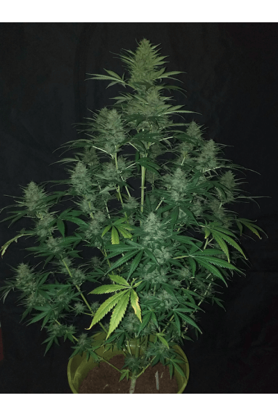 Sticky Fingers Auto, super resinous cannabis strain