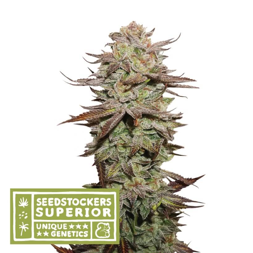 Sticky Fingers Auto, super resinous cannabis strain