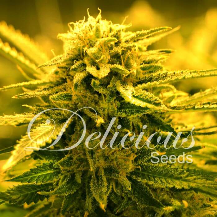 Sugar Black Rose Auto