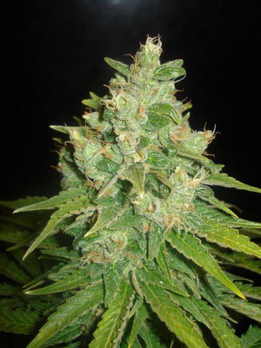 Sugar Black Rose Seeds Review