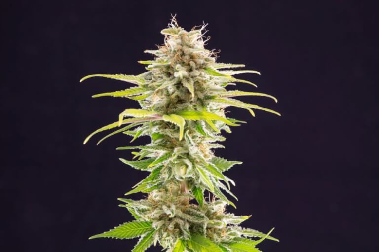 Super OG Kush