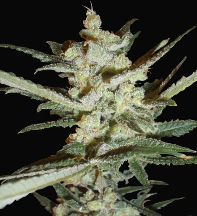 Supersonic Cristal Storm