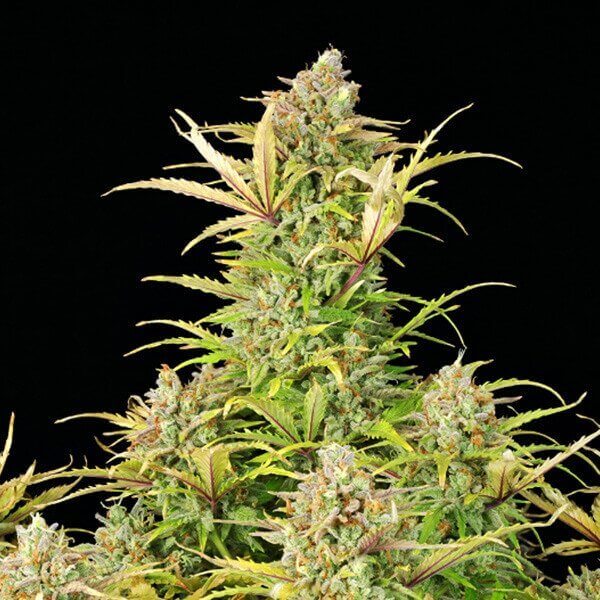 Verkauf feminisierter Sweet ZZ Auto Samen von Royal Queen Seeds