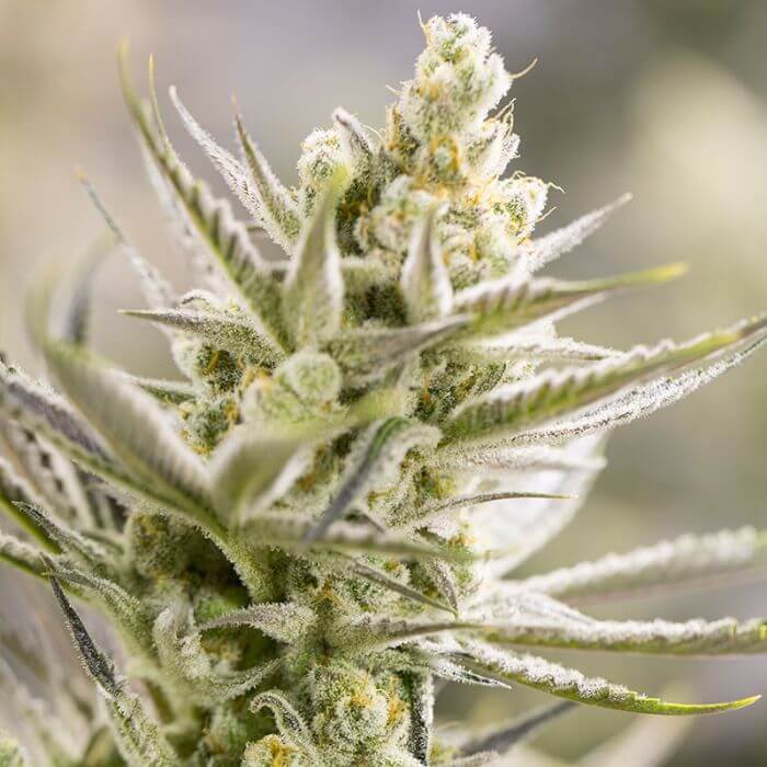 Orange Blossom (BSF Seeds) :: Cannabis Strain Info