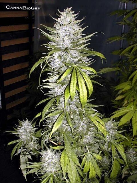 Купить Семена Марихуаны Errors Seeds В России