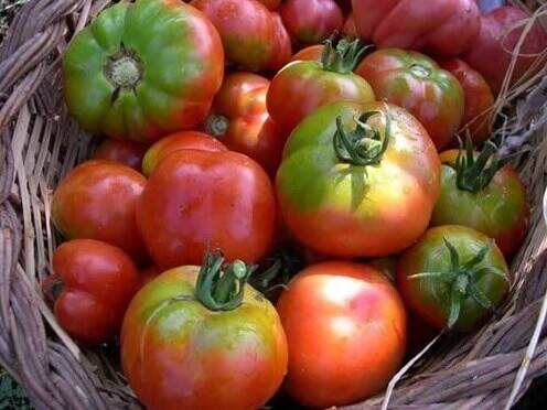 Tomate Espalda Verde Eco - Les Refardes