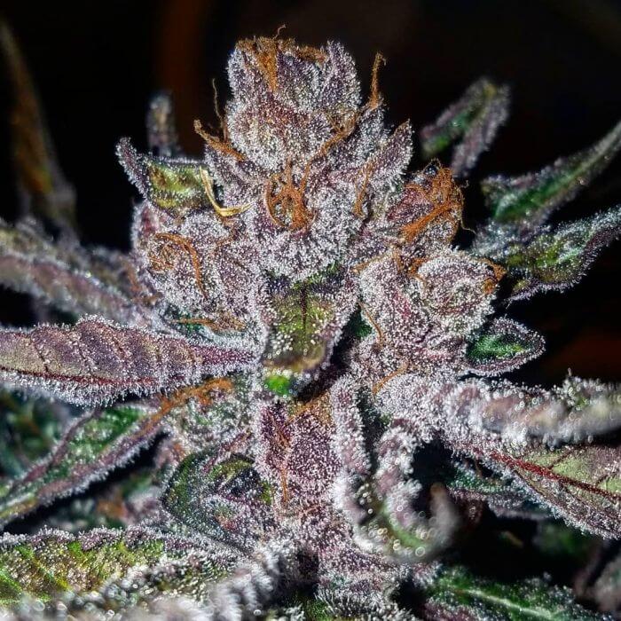 How to Germinate Tropicana Cookies Seeds
