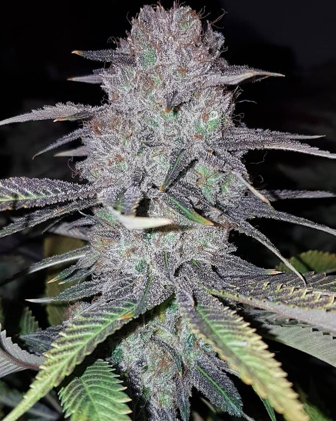 Sale of Wedding Cake by Concrete Jungle Seeds Bank