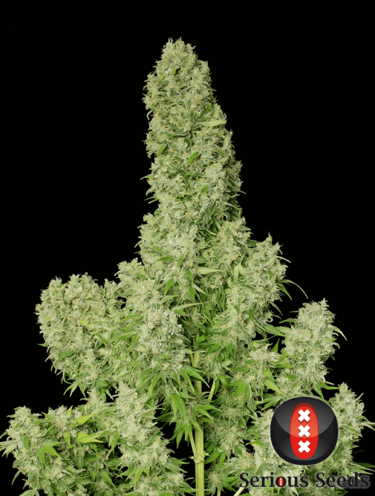 White russian seed
