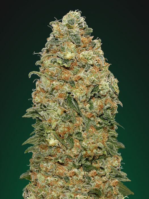 White Widow XTRM - feminized - marijuana - seeds - seed