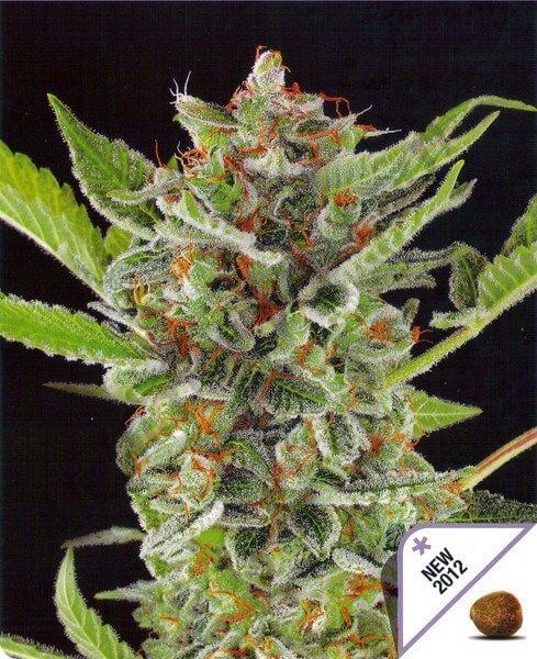 White Widow Auto