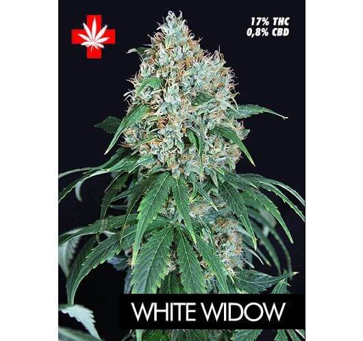 White Widow Pure Seeds