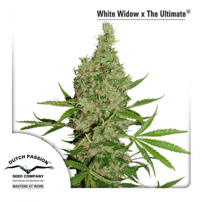 White Widow x The Ultimate