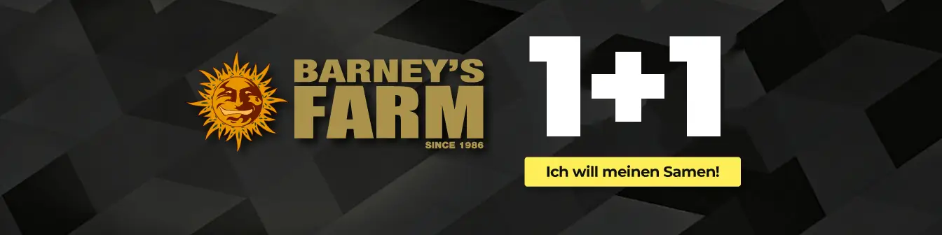 barneys 1+1