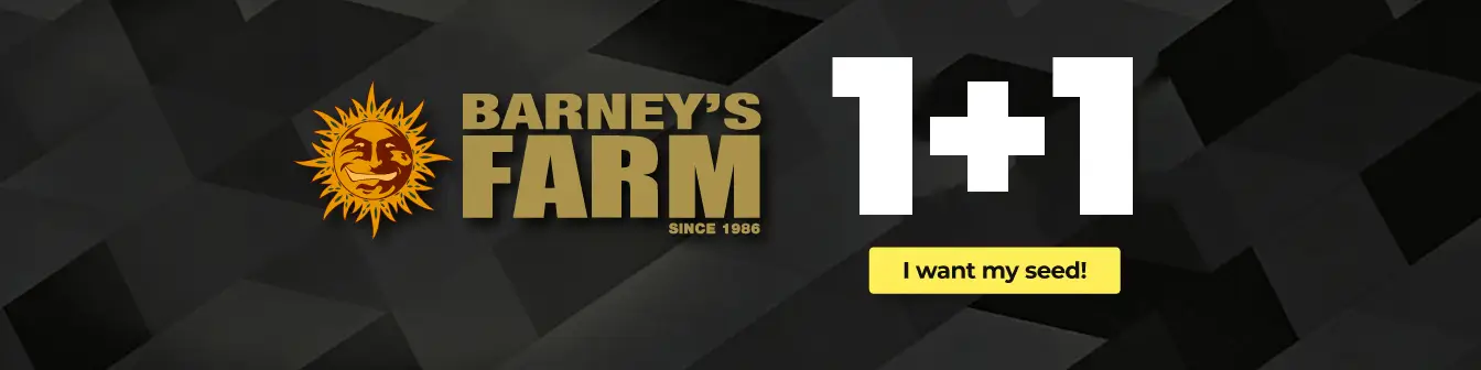 barneys 1+1
