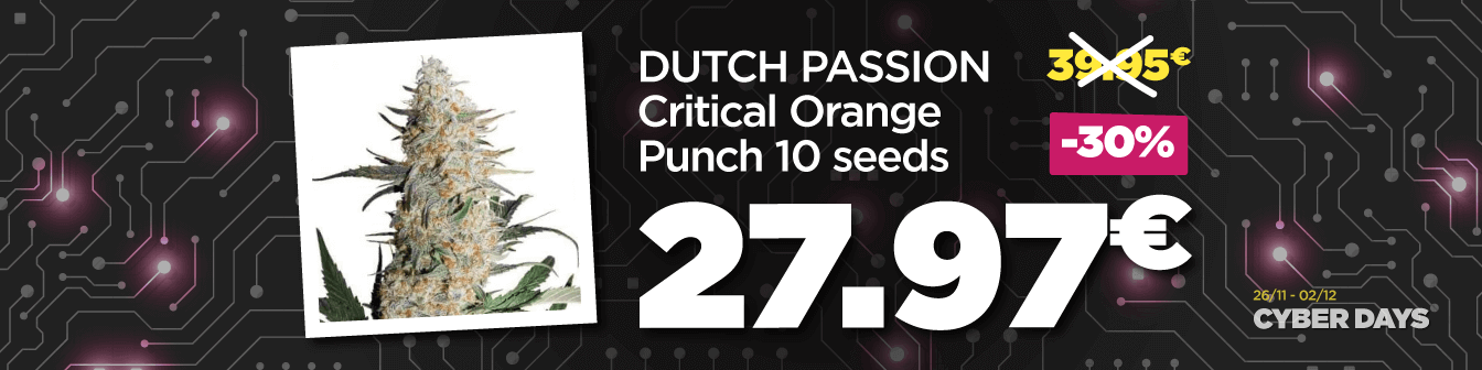Cyberdays22 Critical Orange Punch 1 i 2