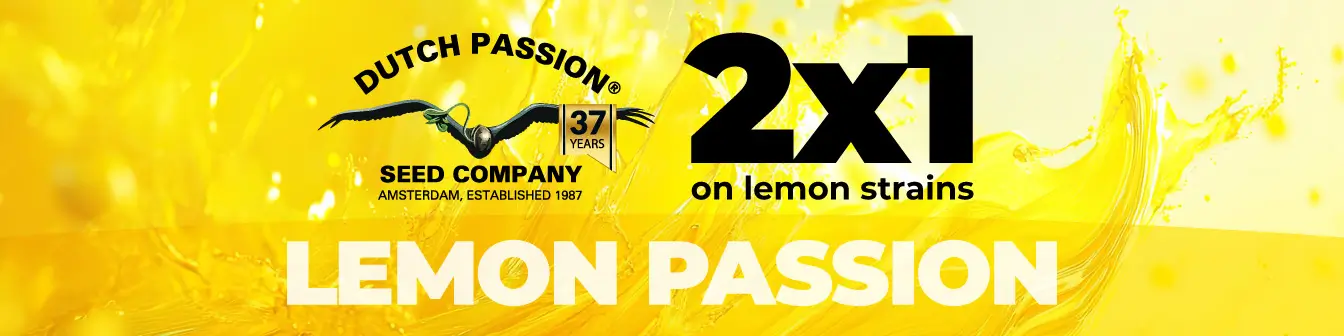 Dutch Lemon 2x1