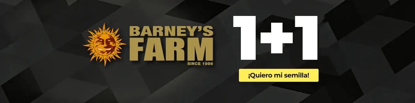 barneys 1+1