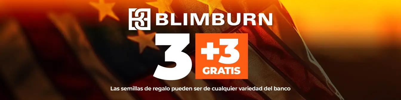 blim burn 3+3 sorpresa